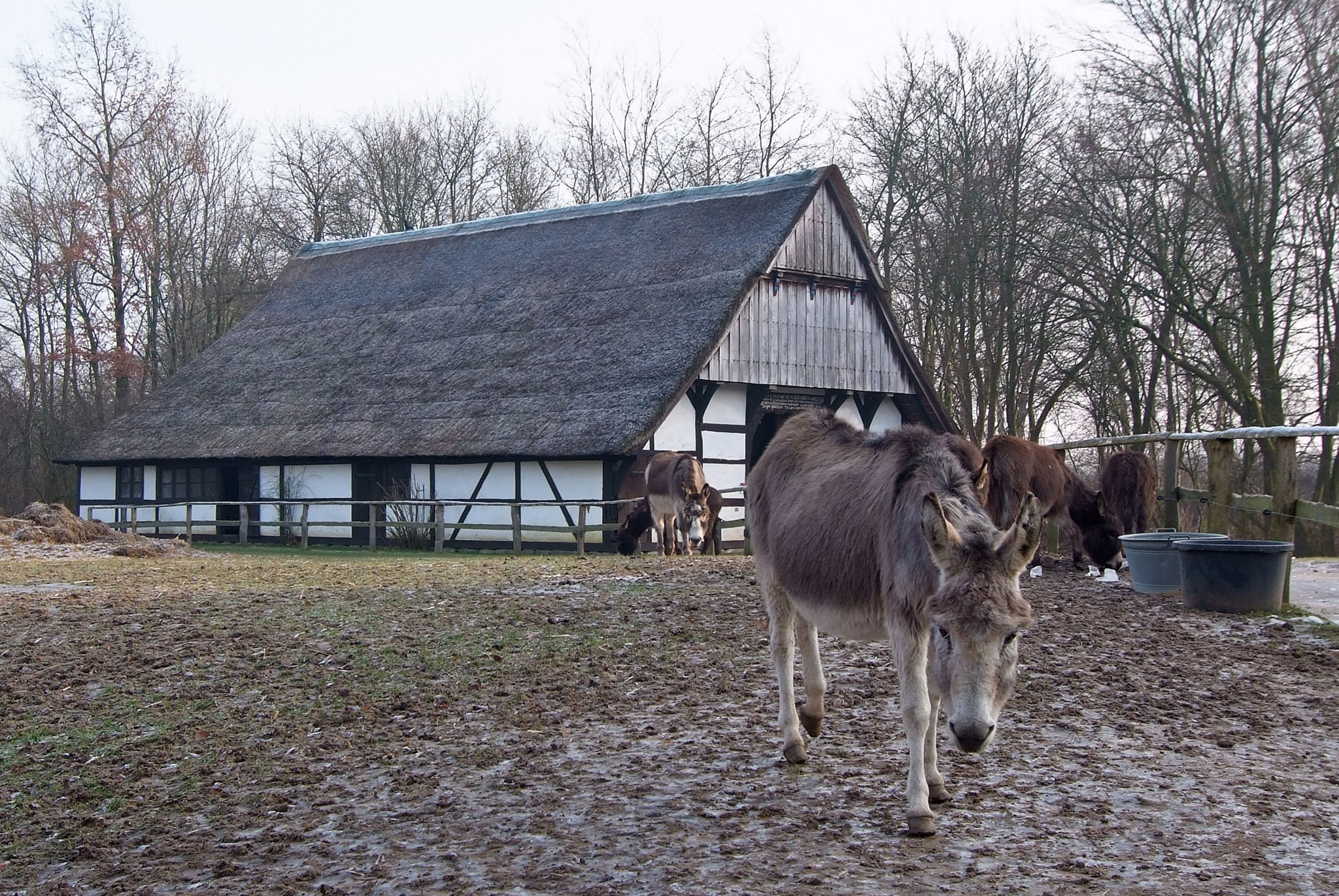 Freilichtmuseum, Molfsee